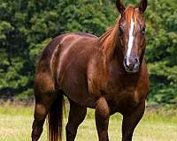 beginner-quarter-horse