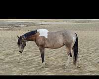 quarter-horse