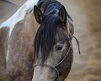 ranch-work-quarter-horse