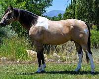 flashy-quarter-horse