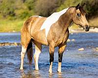 ranch-work-quarter-horse