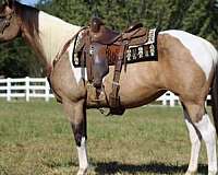 athletic-quarter-horse