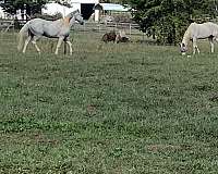 beginner-draft-horse