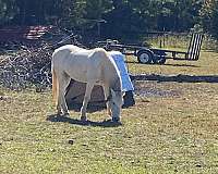 cross-arabian-horse