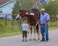 ranch-work-paint-horse