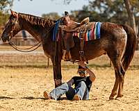 ranch-work-paint-horse