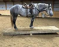 sorrel-trail-class-competition-donkey