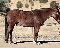 beginner-safe-quarter-horse