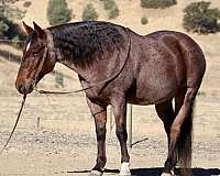 ranch-work-quarter-horse