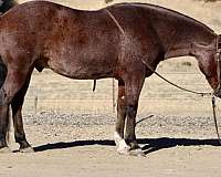 red-roan-star-horse