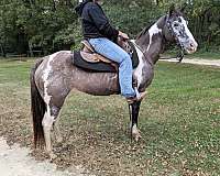 quarter-horse