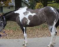 ability-quarter-horse