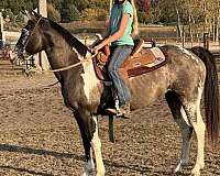 beginner-safe-quarter-horse