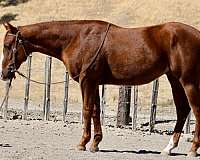 beginner-safe-quarter-horse