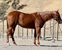 quarter-horse