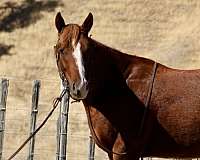 ranch-work-quarter-horse