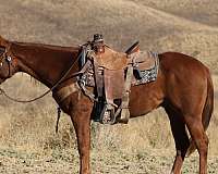 trail-quarter-horse