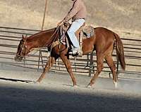 beginner-quarter-horse