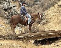 ranch-quarter-horse