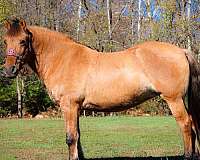 quarter-horse