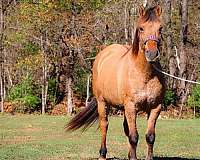 trail-quarter-horse