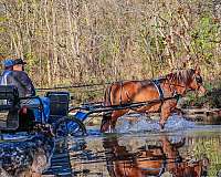 beginner-quarter-horse