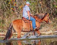 flashy-quarter-horse