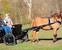 ranch-quarter-horse