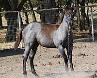 honor-roll-nrcha-sire-mare