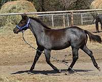 bueno-chex-stallion