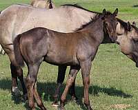 honor-roll-nrcha-sire-quarter-horse