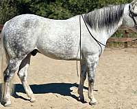 quarter-horse