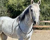 beginner-safe-quarter-horse