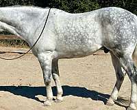 ranch-work-quarter-horse