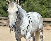 trail-quarter-horse