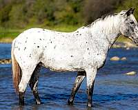 quarter-horse