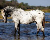 ranch-work-quarter-horse