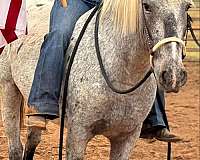 beginner-safe-quarter-horse