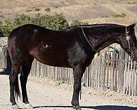 quarter-horse