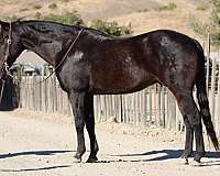 ranch-work-quarter-horse