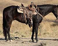 athletic-quarter-horse