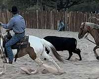 beginner-safe-quarter-horse