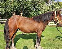 bay-mare-gypsy-vanner-horse