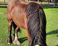 active-gypsy-vanner-horse