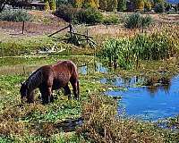 agouti-gene-gypsy-vanner-horse