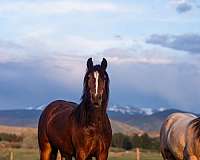 bay-mare-gypsy-vanner-horse