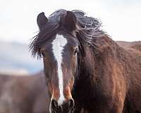 agouti-gene-gypsy-vanner-horse
