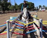 beginner-safe-quarter-horse