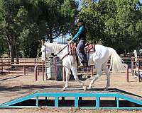 family-horse-quarter