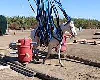 ranch-work-quarter-horse